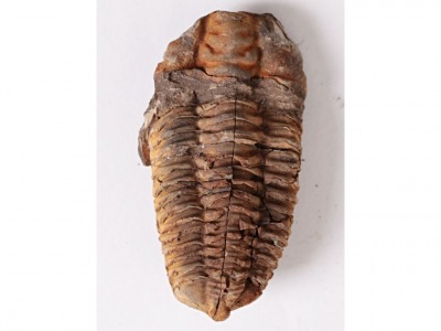10931_fosilie-trilobit-calymene-flexicalymene-105-mm--04.jpg